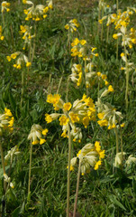 Cowslip