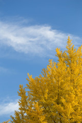 Fototapeta premium 銀杏