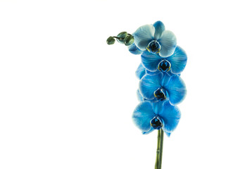 Fototapeta na wymiar Beautiful orchid, isolated on white