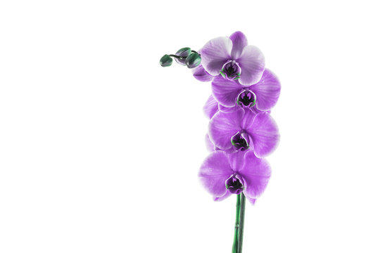 Beautiful orchid, isolated on white