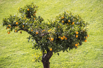 Fototapeta na wymiar mandarin tree in the garden