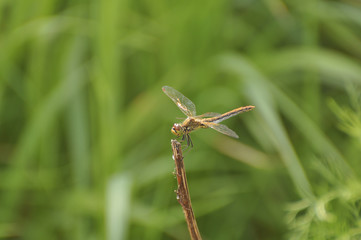Dragonfly sits on a green plant. Insect, wild nature, animals, fauna, flora, plants, beauty, entomology, biology 