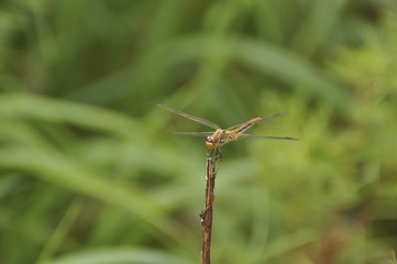 Dragonfly sits on a green plant. Insect, wild nature, animals, fauna, flora, plants, beauty, entomology, biology 