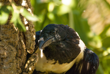 African Pied Crow bird (Corvus albus)