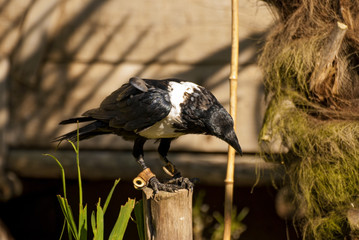 African Pied Crow bird (Corvus albus)