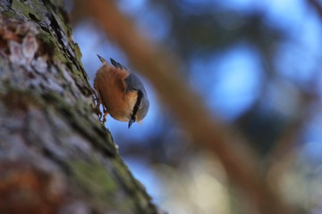 Eurasian nuthatch (Sitta europaea) clinging head first 