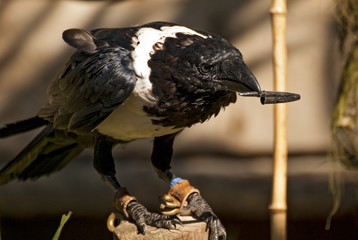 African Pied Crow bird holding a plastic pen cap (Corvus albus)