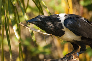 African Pied Crow bird (Corvus albus)