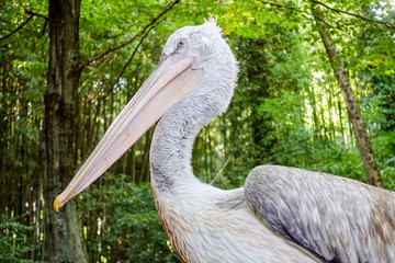 Pelican against the background of the wood