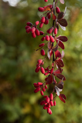 barberry bard  branch