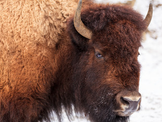 An American Bison mugs for the camera in Yellowstone National Park