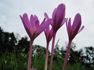 Purple saffron
