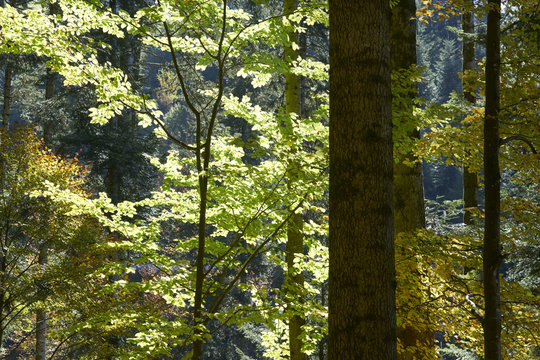 Emmentaler Plenterwald mit Buche und Fichte