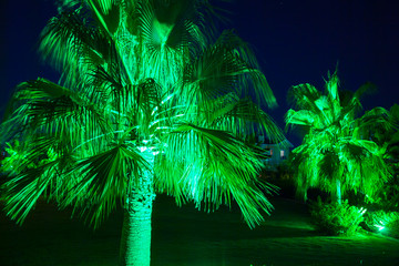 Lighted Palm In The Night