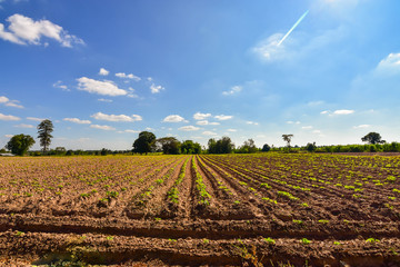 Fototapeta na wymiar Plowing soil for cassava Economic crops in the Northeast of Thailand. 