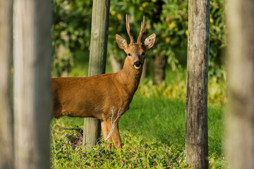 Deer in apple trees