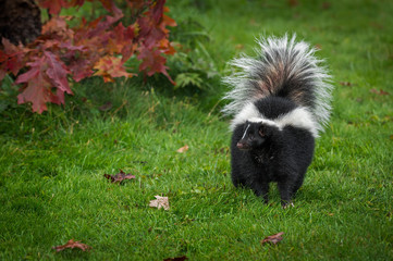 Striped Skunk (Mephitis mephitis) Stands Looking Left