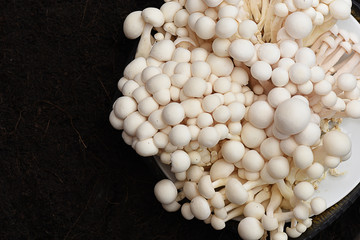 White Beech Mushroom