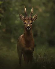 Printed kitchen splashbacks Deer Dark deer in the woods