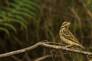 Bird looking at the camera