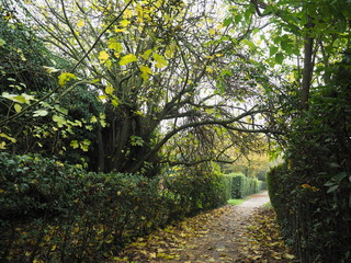 Fototapeta premium Autumn landscape, country road with trees and hedge.