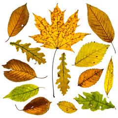 Collection of autumn leaves on white background