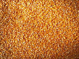 Corn grain