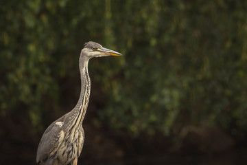 portrait of heron on a green background