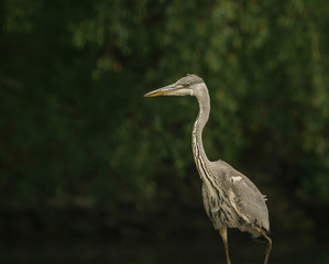 Portrait of beautiful young heron