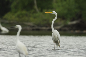 Obraz premium Great egret on lake