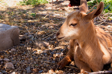 Goat. Beautiful little beige goat. Farm animal.