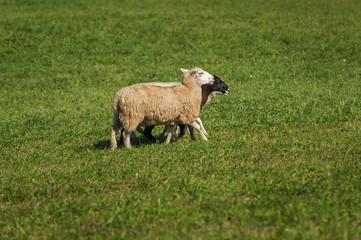 Three Sheep (Ovis aries) Walk Right