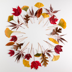 Circle frame of autumn leaves on white background with copy space for your text.