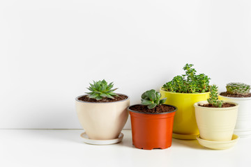 Variety of Succulents  in different  pots