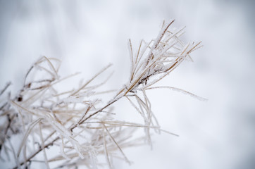 Winter's Tale. The winter creek in snowy forest