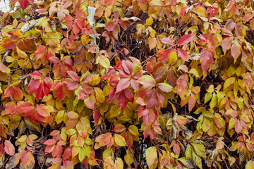 Green, red, yellow leaf close-up. Natural background, texture.