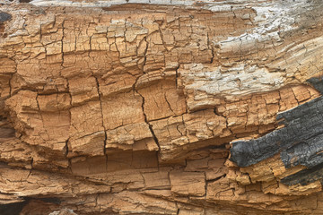 Texture of an old big tree. Natural background.
