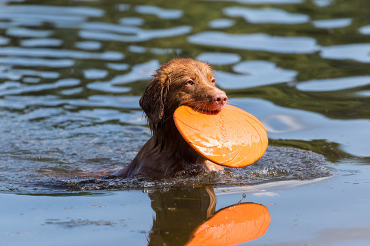 Dog wading with frisbee / Hund im Wasser mit Frisbee