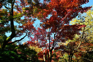 由布院の紅葉