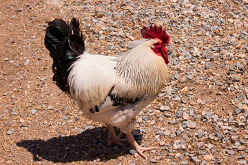 Cock. White and black domestic bird. Farm animal.