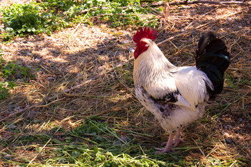 Cock. White and black domestic bird. Farm animal.