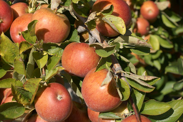 Braeburn apple orchard in rural Hawkes Bay New Zealand