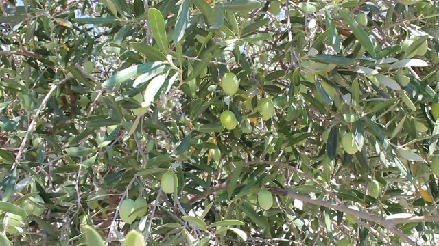Olive trees with green olives growing in the garden on sunny summer day