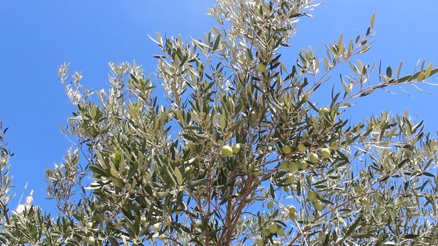 Olive trees with green olives growing in the garden on sunny summer day