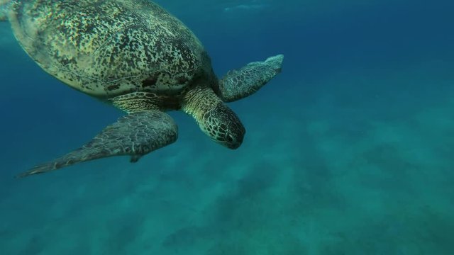 Leucism - Big male Green Sea Turtle (Chelonia mydas) dives to the bottom and eats sea grass, Red sea, Marsa Alam, Abu Dabab, Egypt
