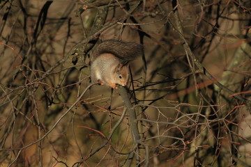 squirrel in the park