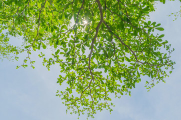 green leaves on tree branch with sunlight ray against blue sky nature clear and crisp background.