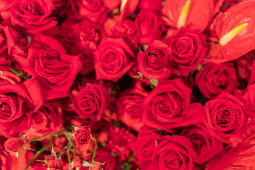 Beautiful natural red roses background