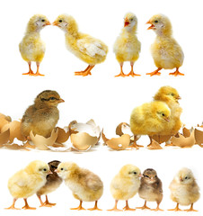 cute little chickens