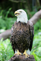 Portrait of a bald eagle 